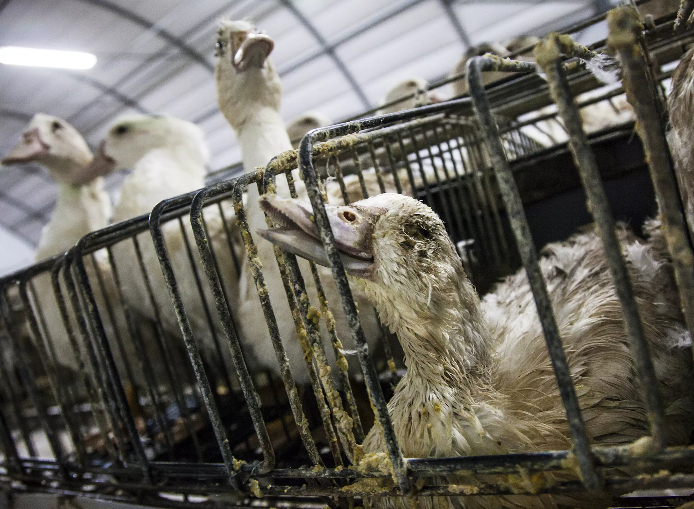 Dead duck in a foie gras farm.