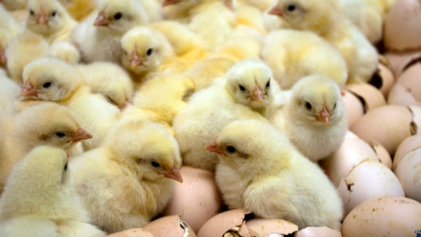 baby chicks hatched out of shells