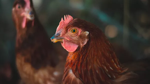 hens in a sanctuary