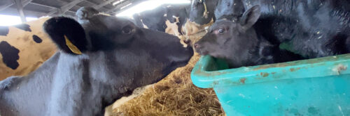 Is Dairy Cruel