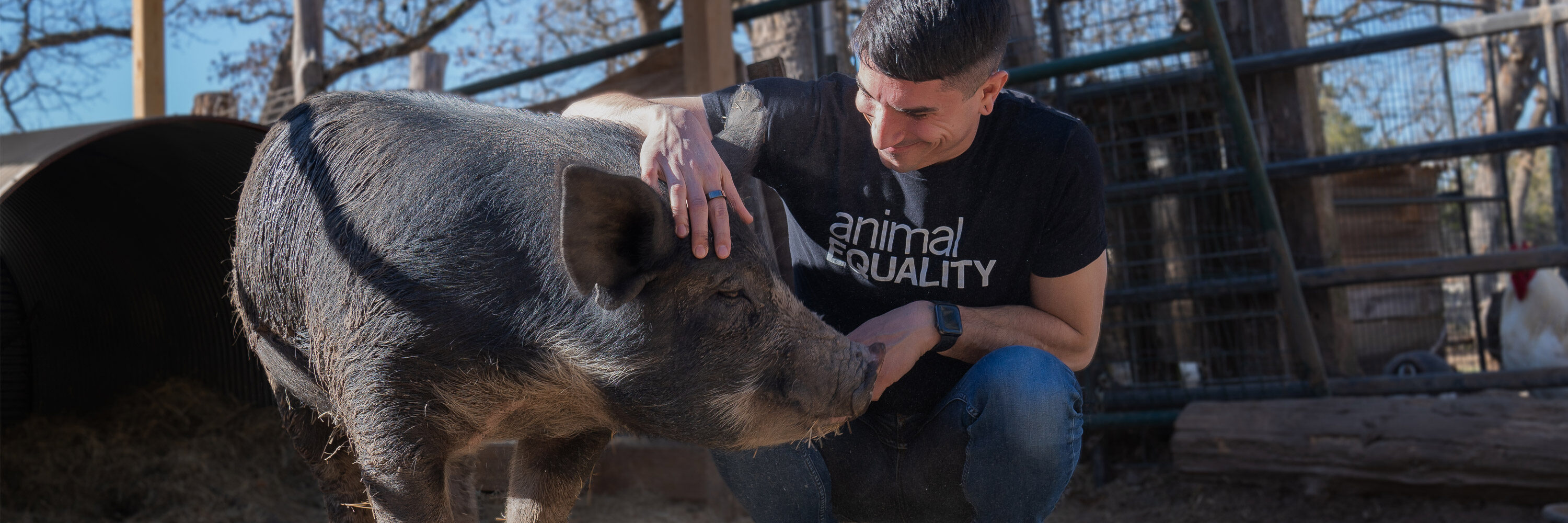 Animal Equality employee holds a pig in a farm sanctuary