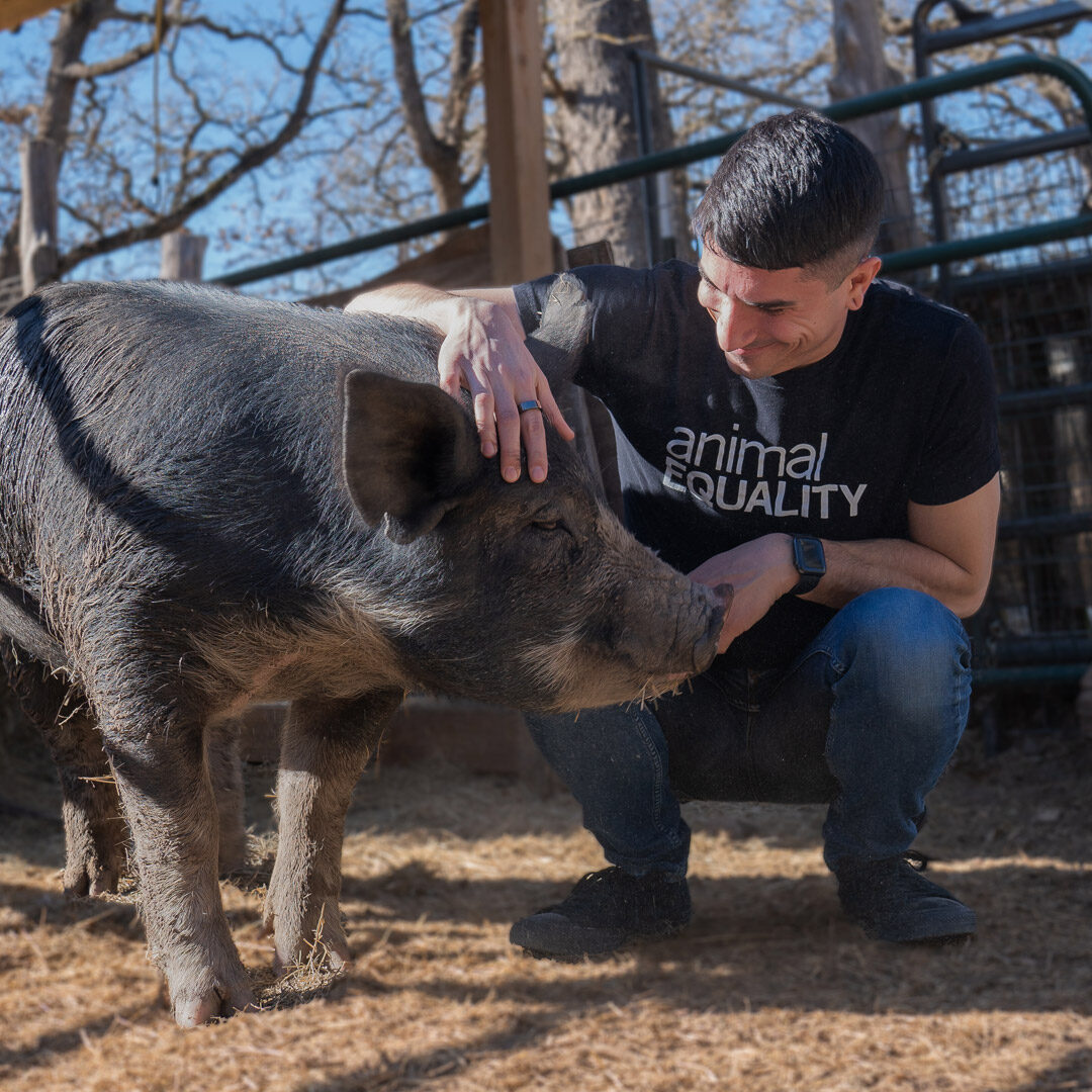 Animal Equality employee holds a pig at a farm sanctuary