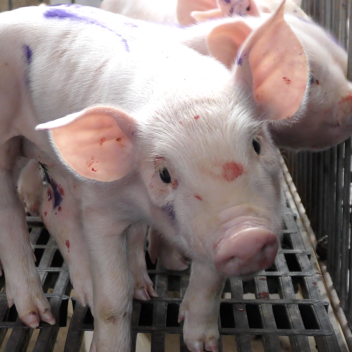 Animal Cruelty and Mutilations Found on Pig Farms in Mexico