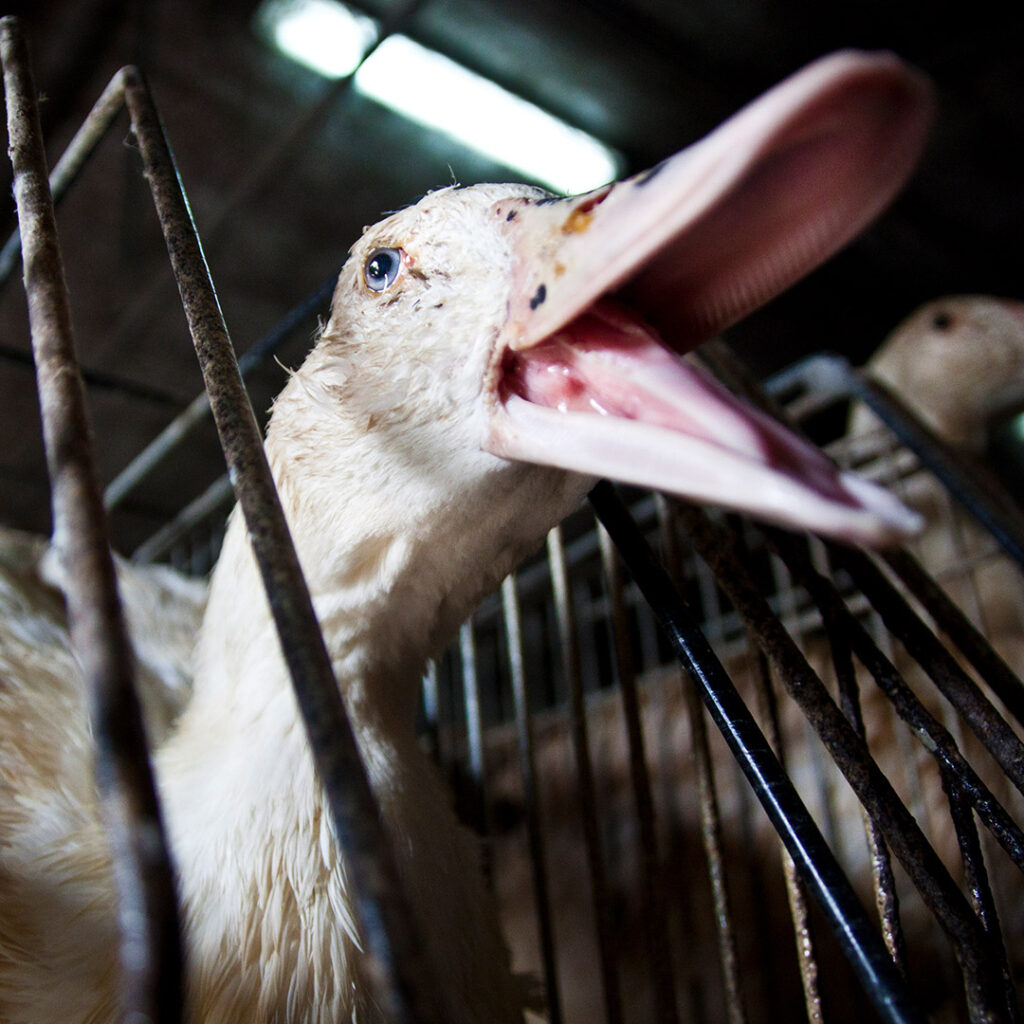 duck trapped in foie gras farm