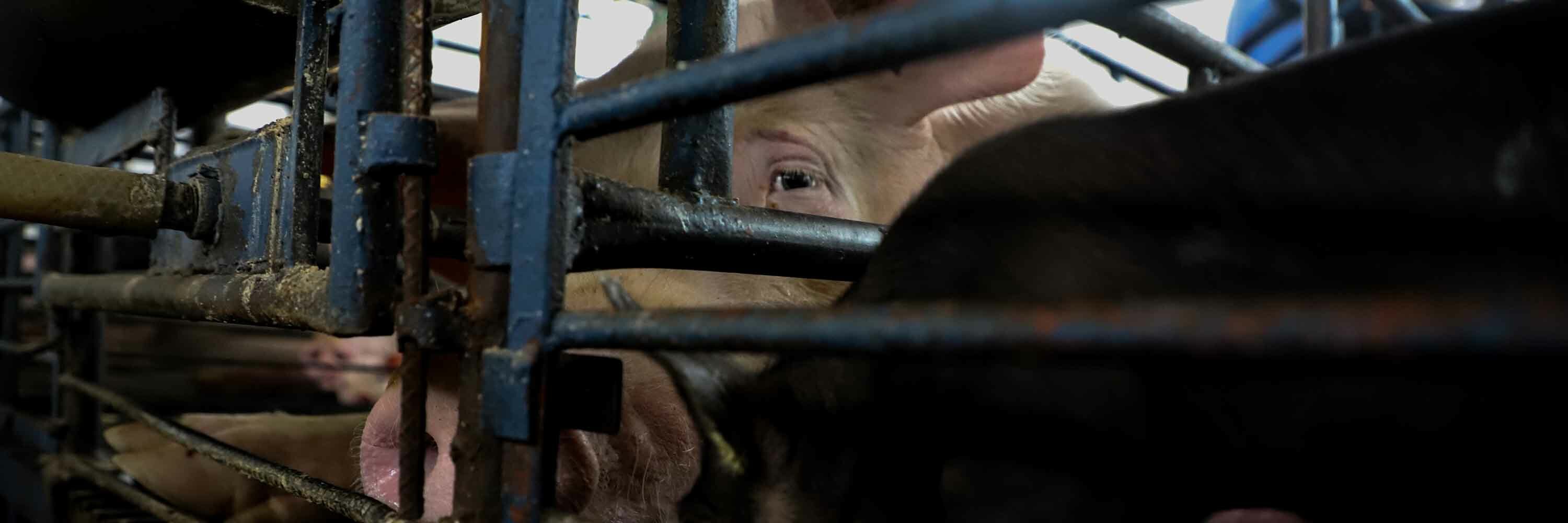 Pig in a cage in a Mexican Factory Farm