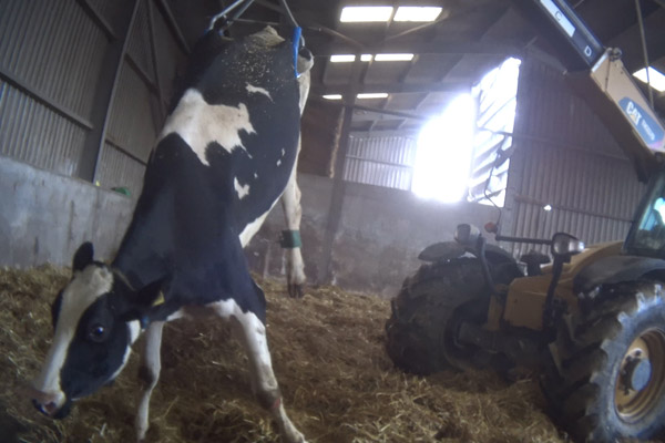 Wheel,Tire,Tread,Mammal,Tractor,Dairy cow,Fender