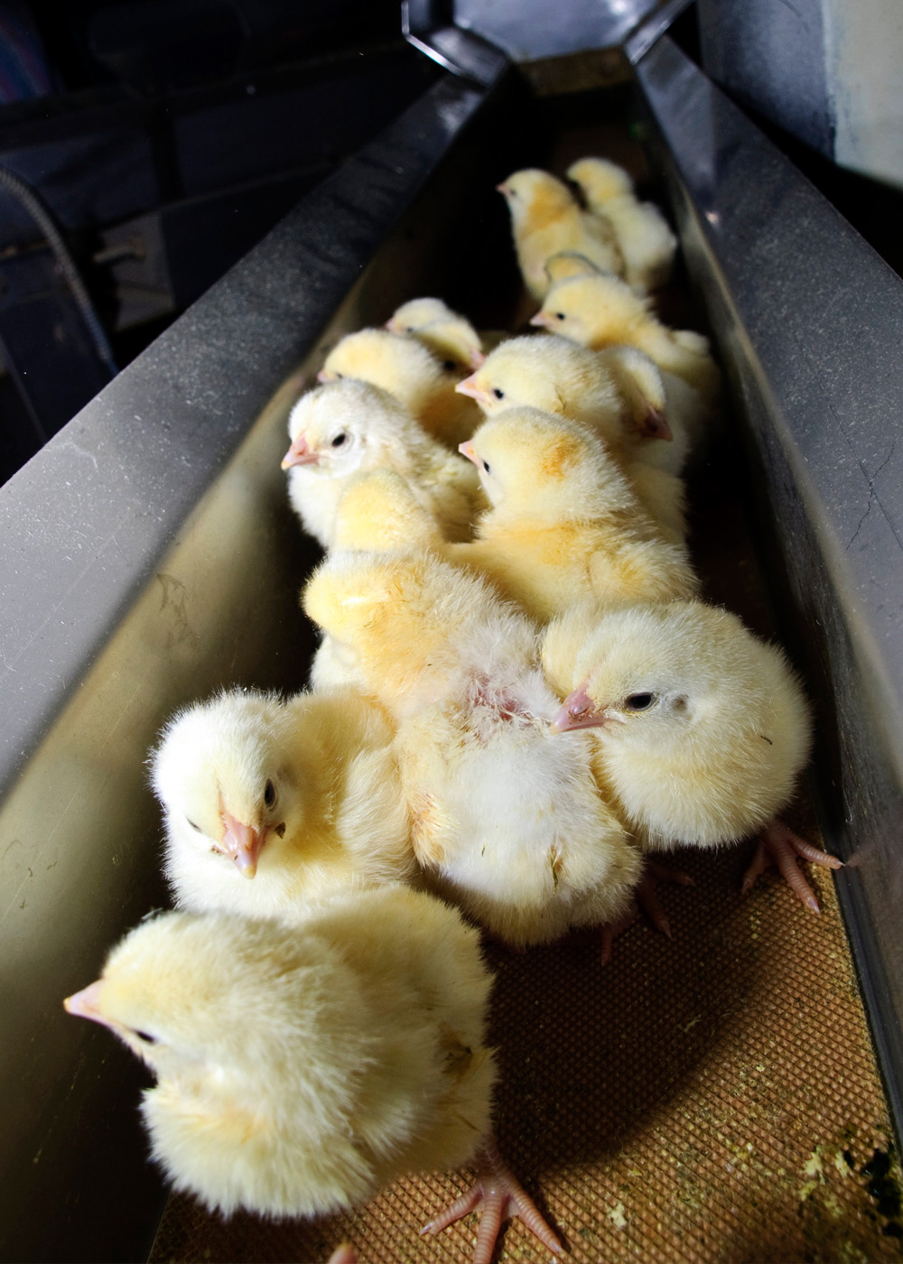 baby chicks about to be killed for "chick culling"