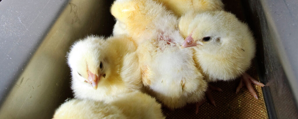 baby chicks about to be killed by chick culling practice
