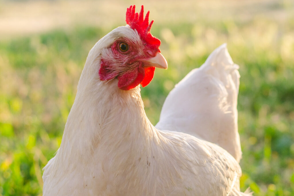 Chicken outdoors