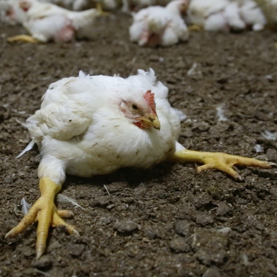 factory farmed chicken unable to stand