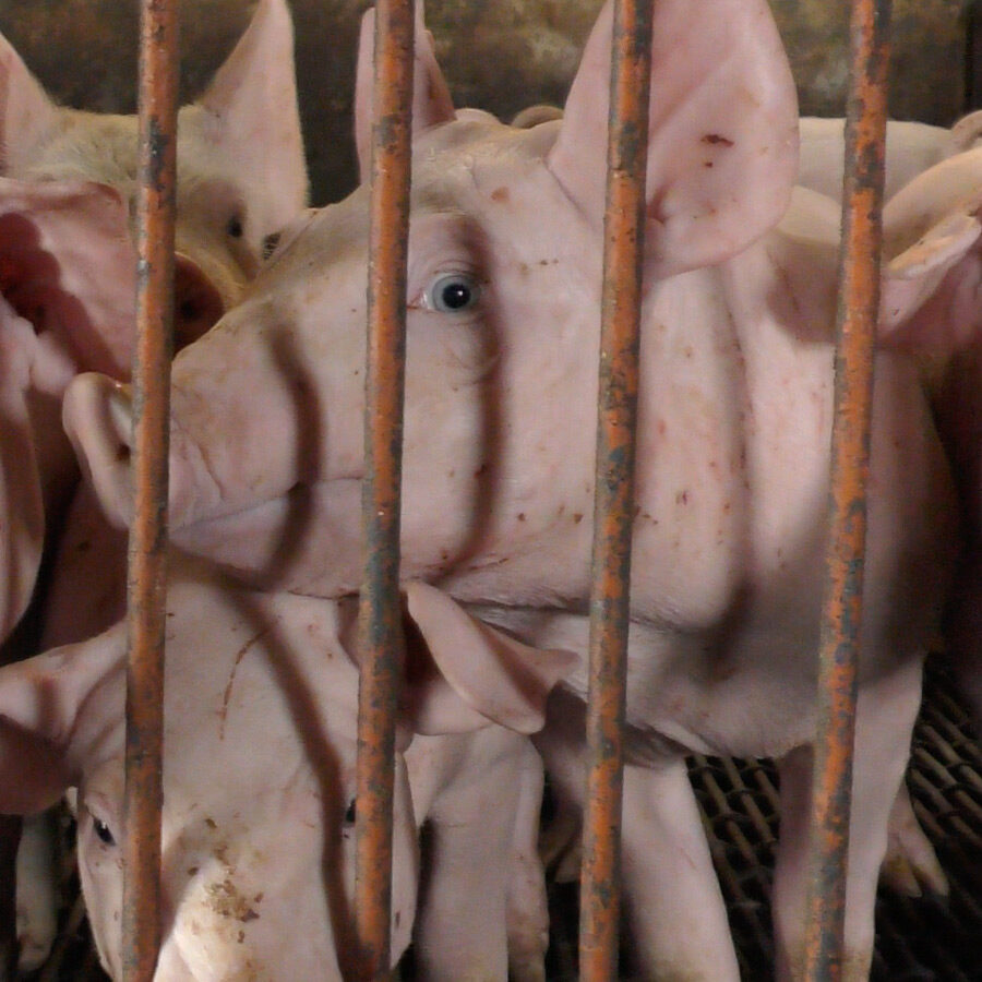 pigs confined in factory farm