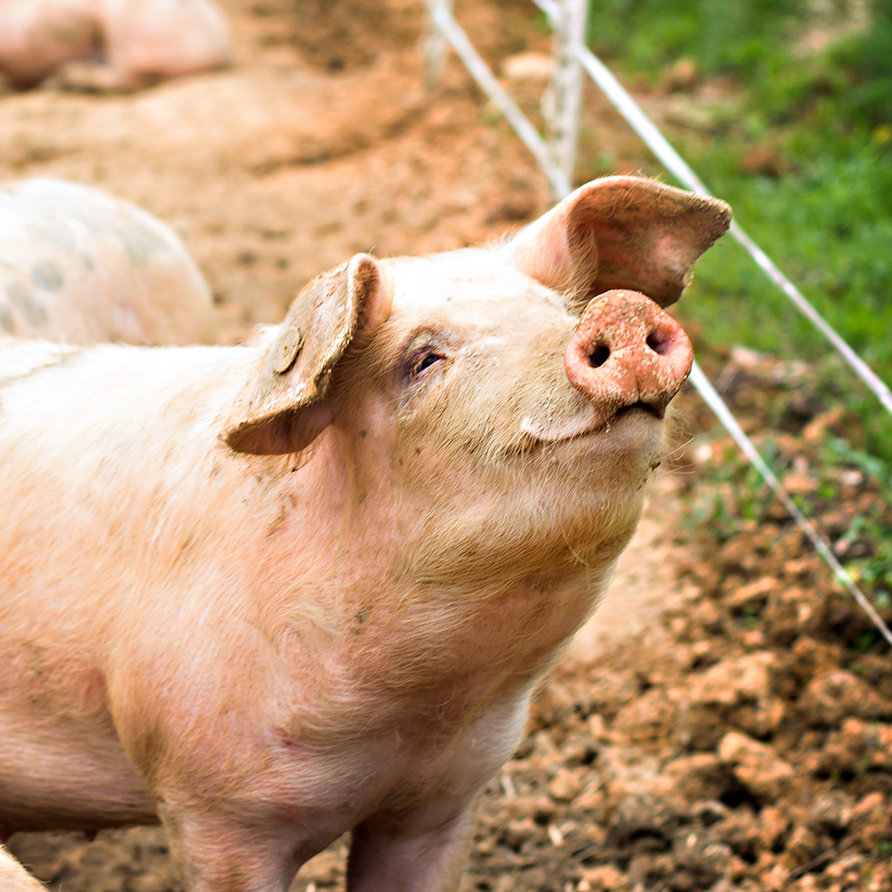 Pigs on the farm. Happy pigs on pig farm with girl. piglets