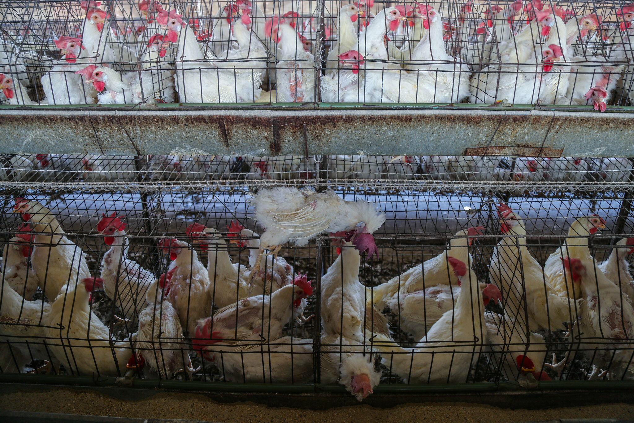 Arizona Joins The Movement To Ban Cages For Hens