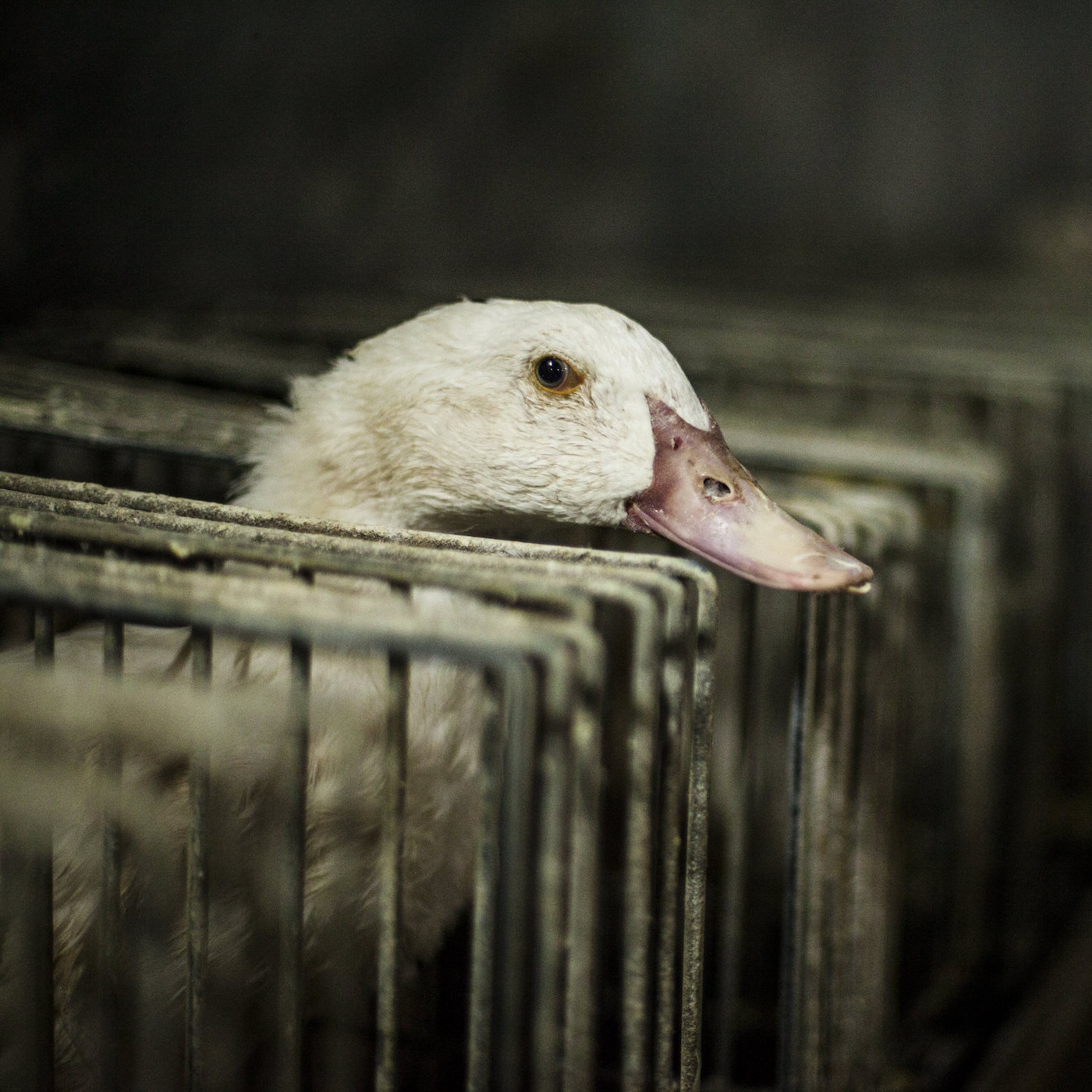 Bird,Beak,Ducks, geese and swans,Waterfowl,Feather,Water