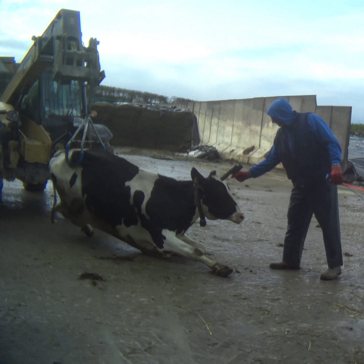 Sky,Asphalt,Landscape,Pack animal,farmed animal,Dairy cow,Stallion