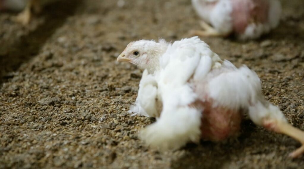 chicken with no feathers on its neck in mexico