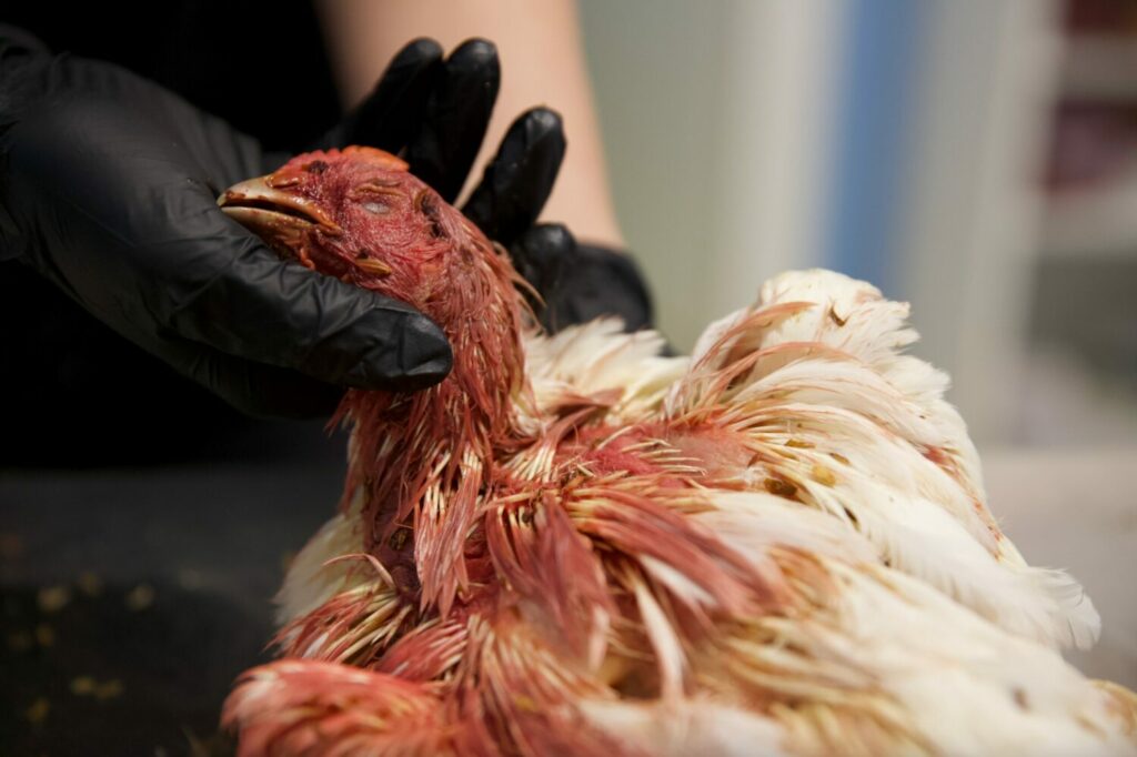 chicken with no feathers on its neck in mexico