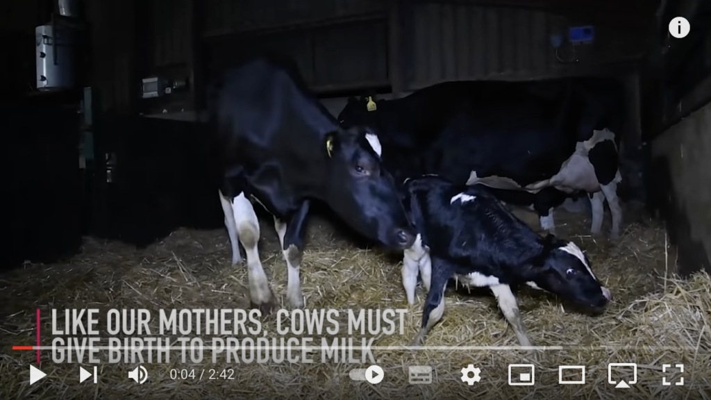 Motherhood: The Life of a Mother Inside Factory Farms