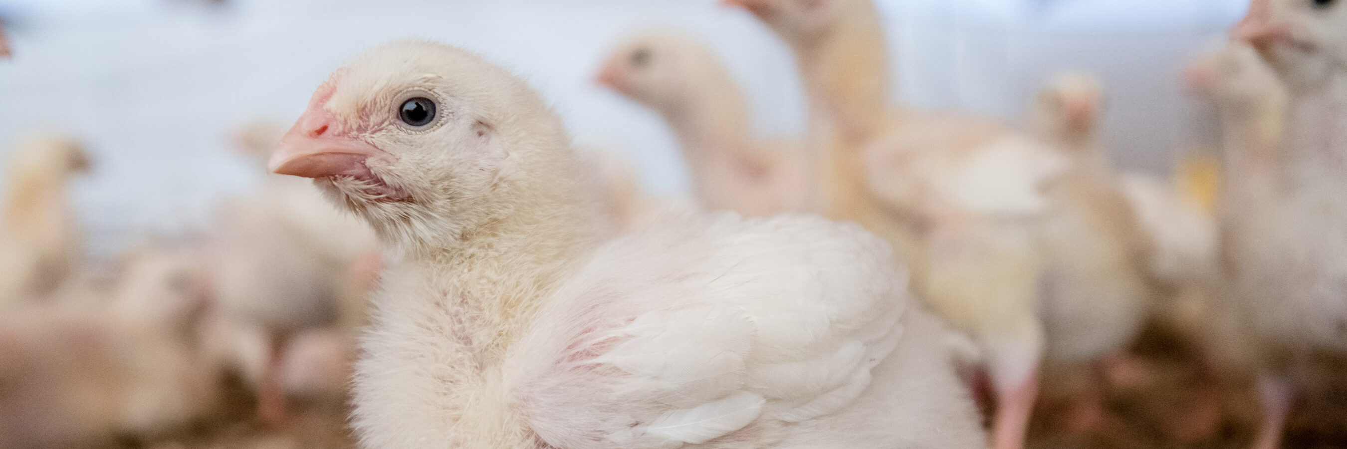 The Life of a Chicken | Animal Equality