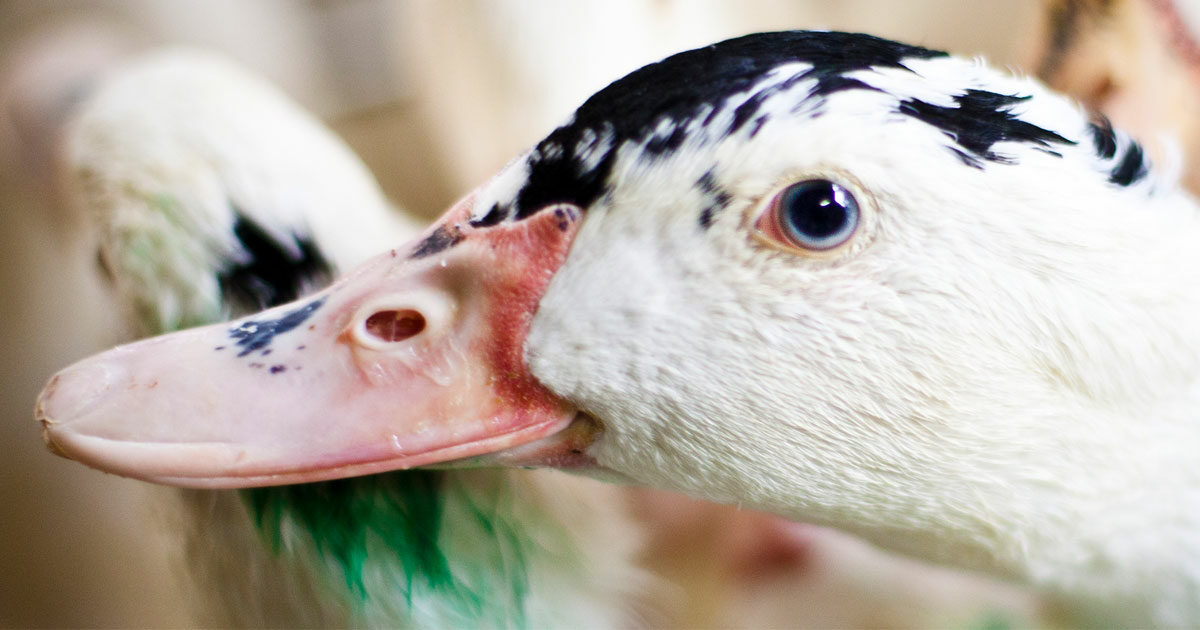 cropped social is foie gras legal Portland City Council Hears Animal Equality Plea for Foie Gras Ban