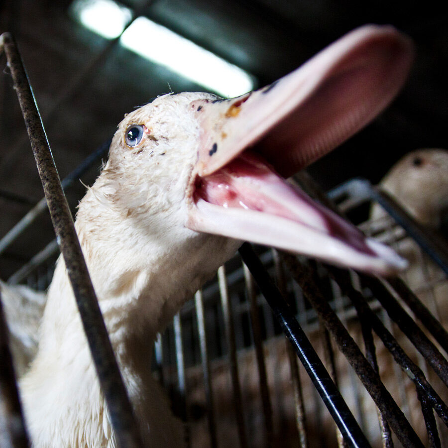 duck suffering in foie gras farm