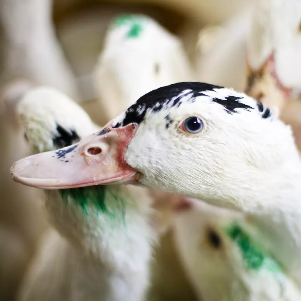 white duck looking at the camera surrounded by a lot of other ducks