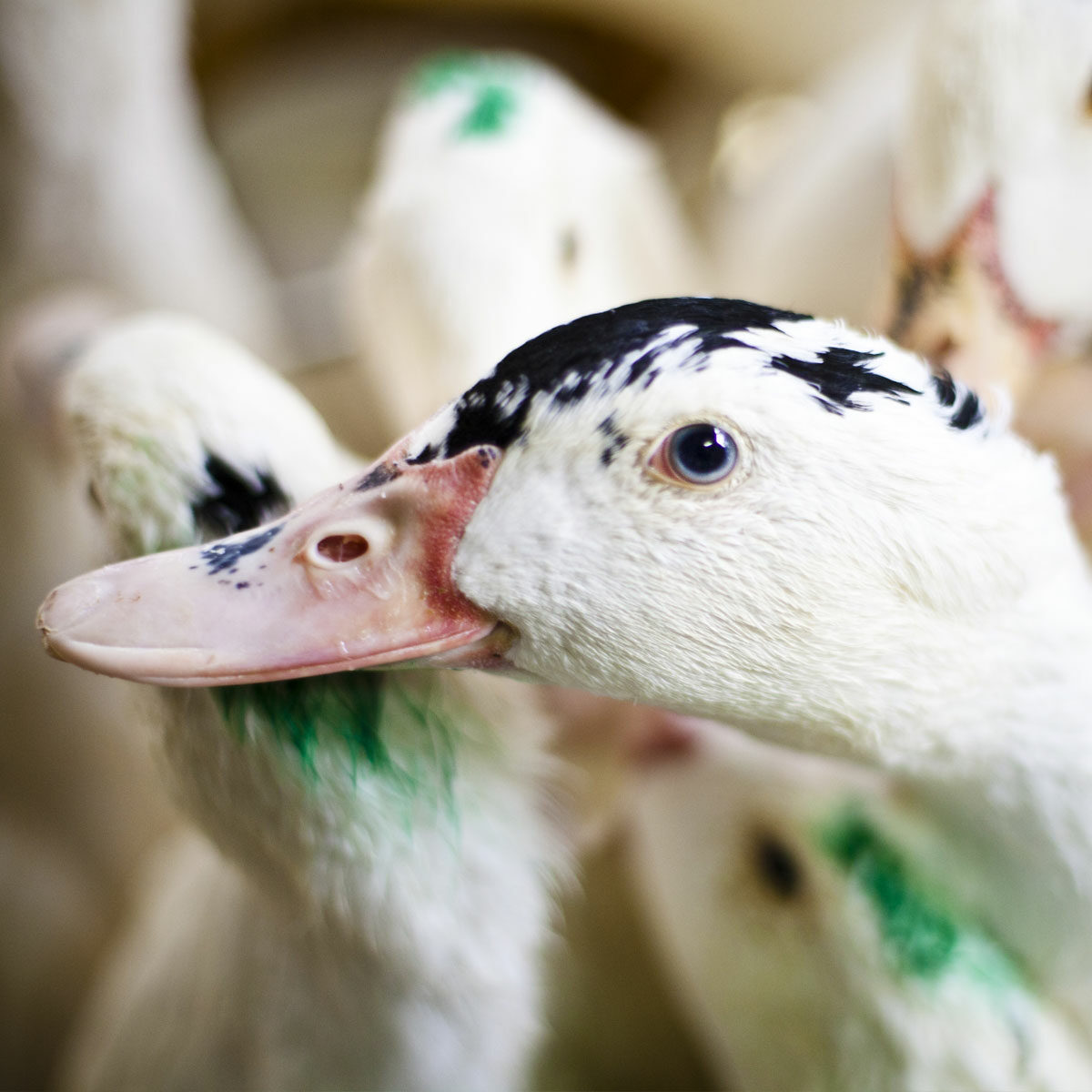 Is foie gras illegal in the US?