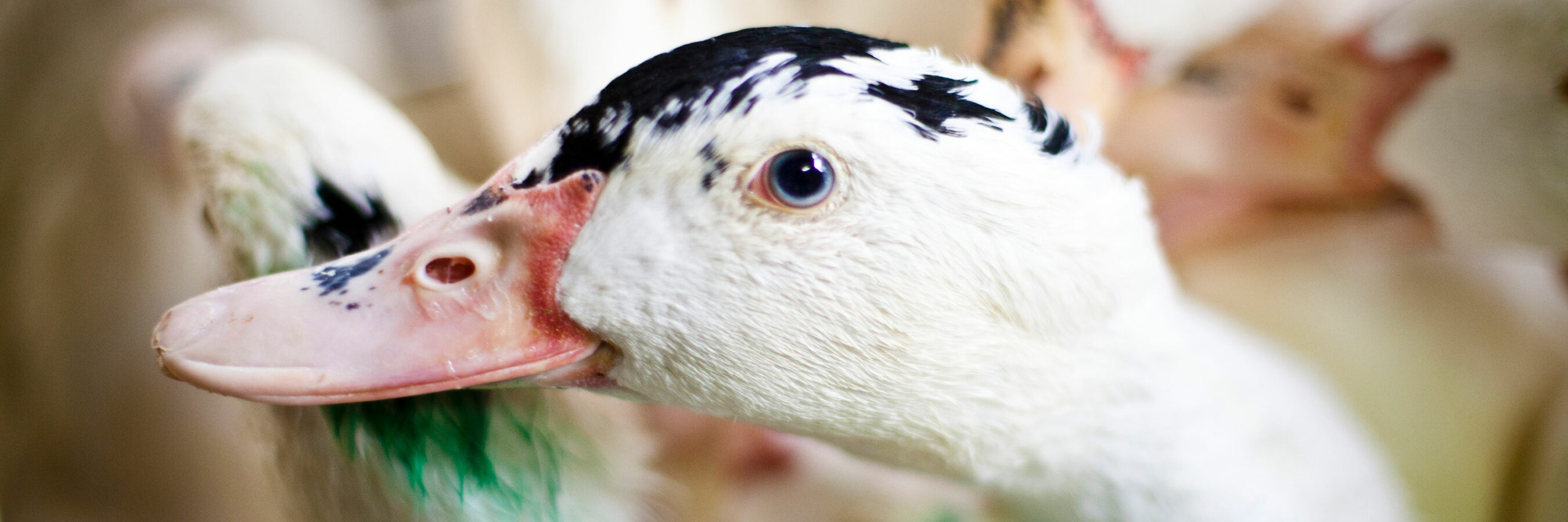Is Foie Gras Illegal in the US? Animal Equality