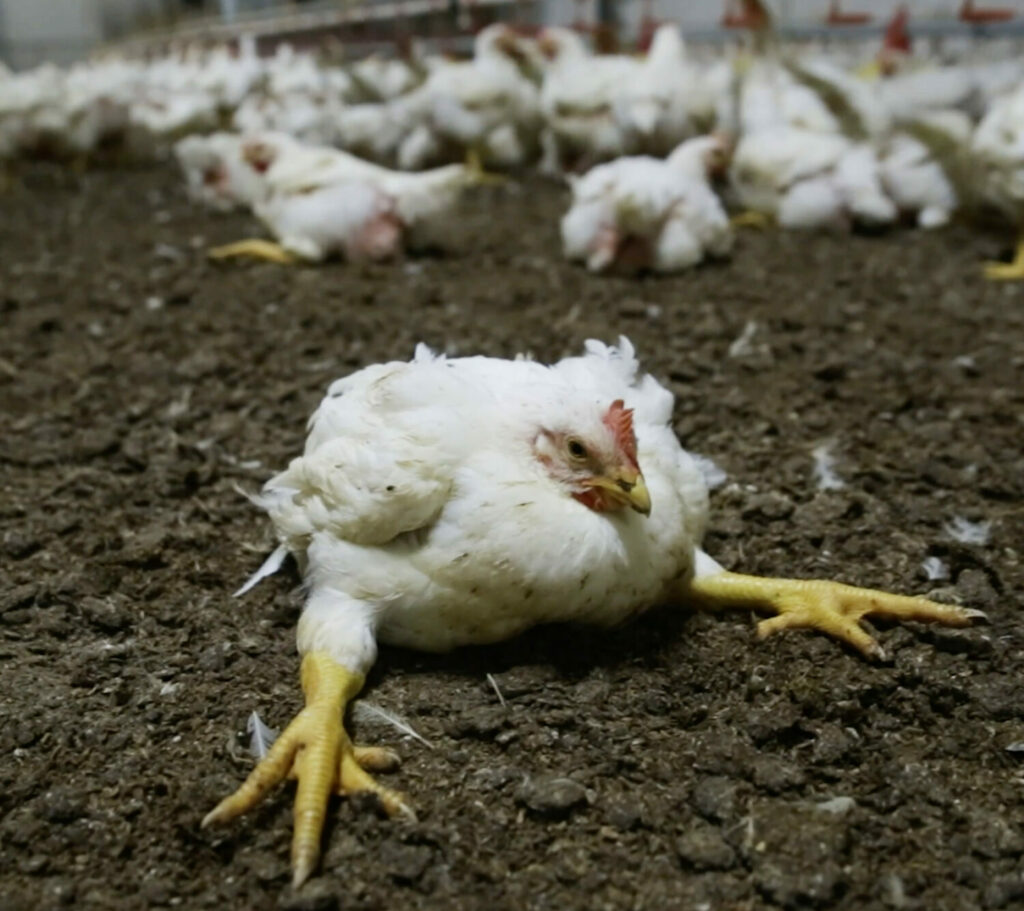 The Life of a Chicken | Animal Equality