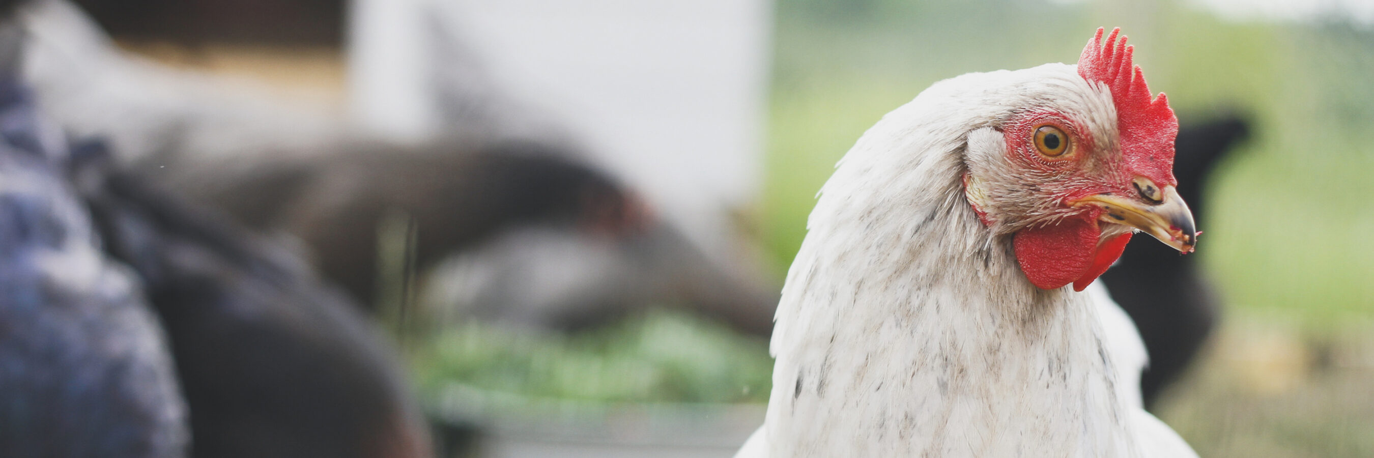 arizona-joins-the-movement-to-ban-cages-for-hens