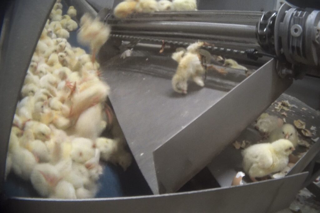 Chicks falling of conveyer belt in a hatchery