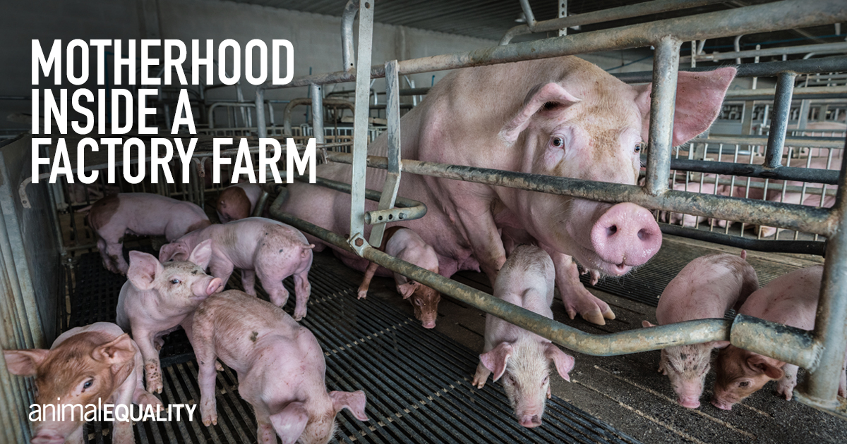 Motherhood: The Life of a Mother Inside Factory Farms