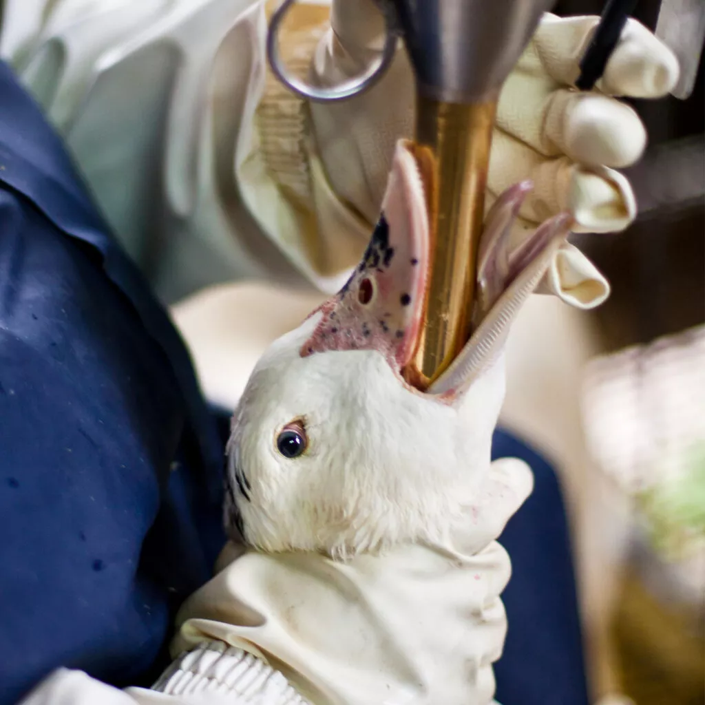 worker force feeding a duck to make foie gras