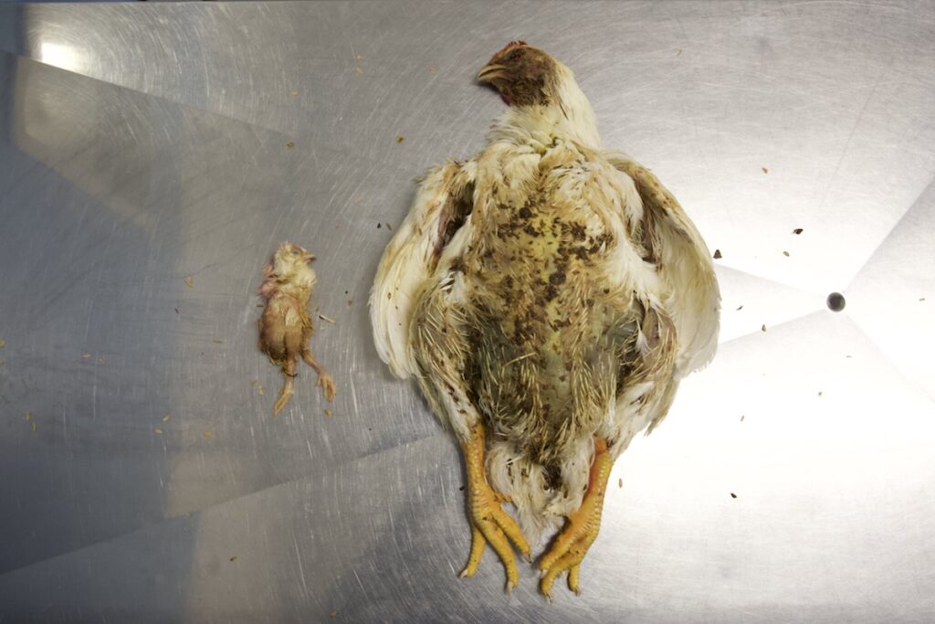 bodies of two chickens from factory farm