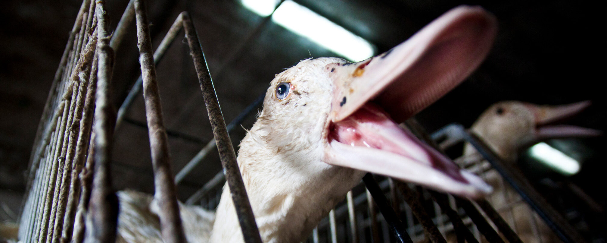 duck caged in foie gras factory farm