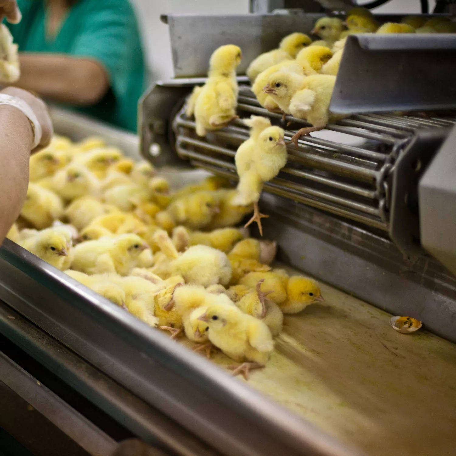 Chicks on conveyer belt slaughter