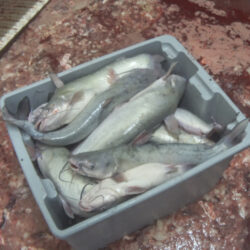 Food,Cuisine,Seafood,Fish,Dish,Fin,Ray-finned fish