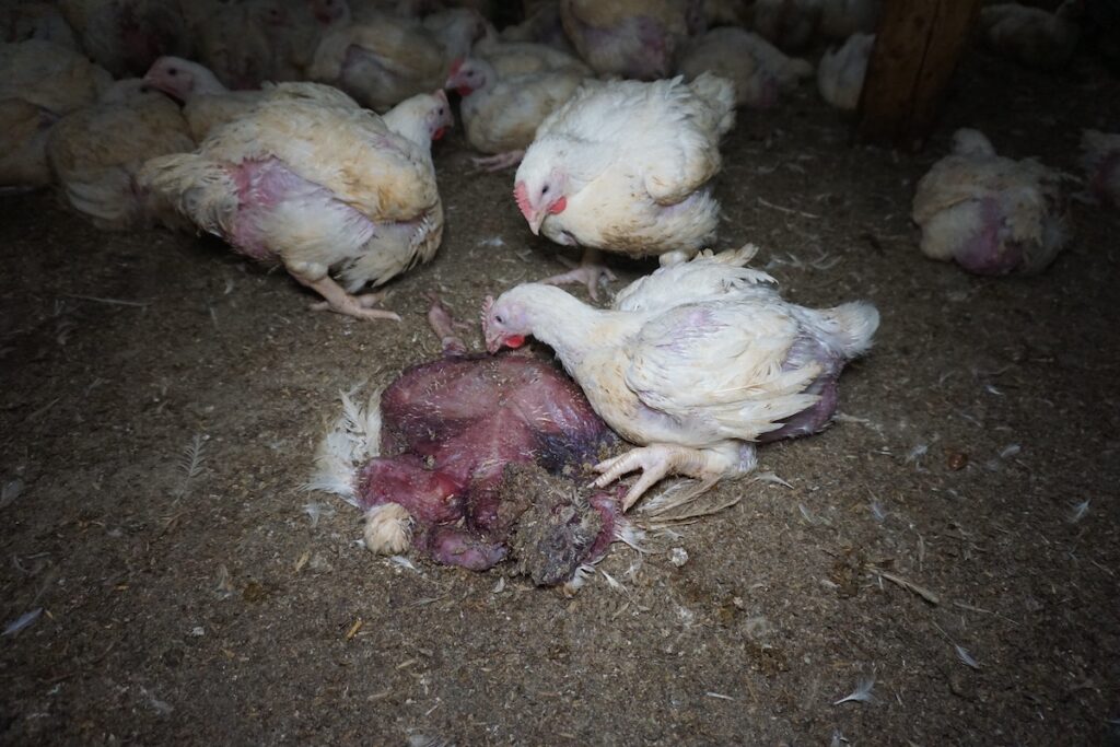 What Is Chicken Factory Farm? Sad Horrific Details Revealed