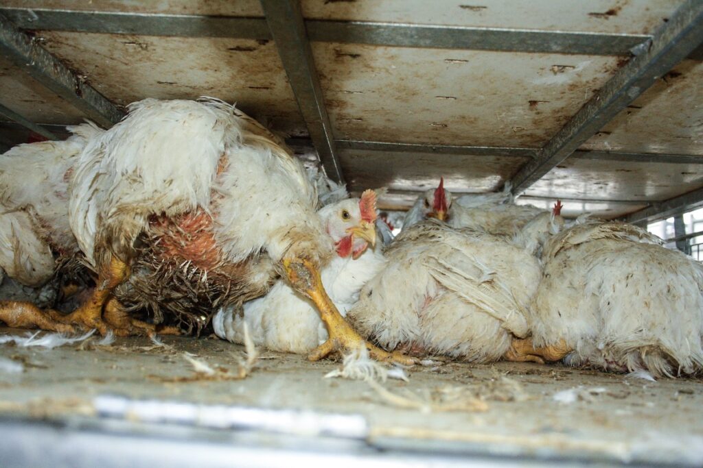 What Is Chicken Factory Farm? Sad Horrific Details Revealed