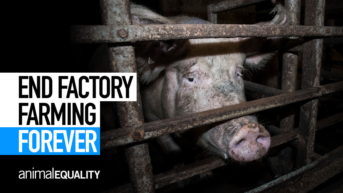 End Factory Farming: Animal Equality's Campaign for Animals