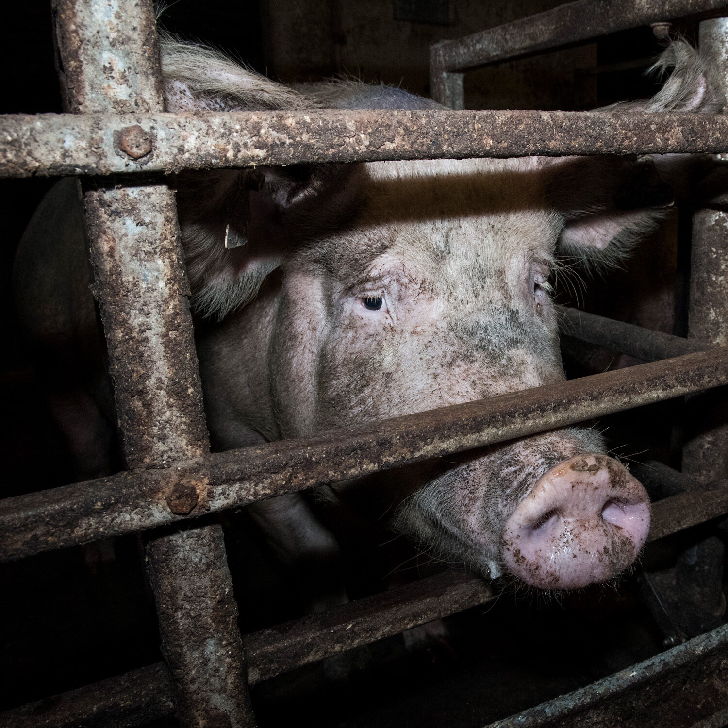 End Factory Farming: Animal Equality's Campaign for Animals