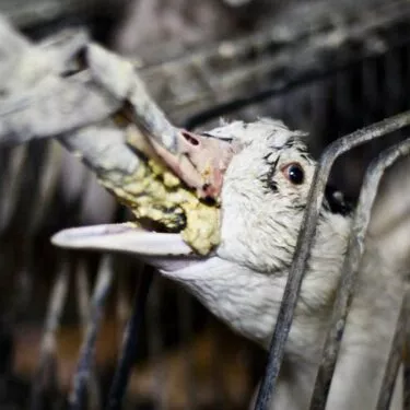 Pájaro,Pico,Rama,Ramita,Pluma,Primer plano,Ave de rapiña