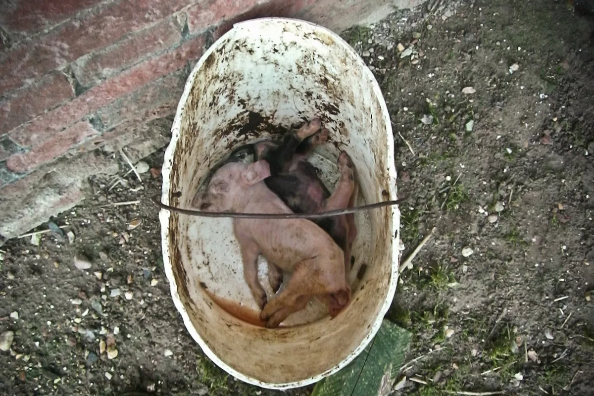 Grass,Snout,Trunk,Circle,Soil