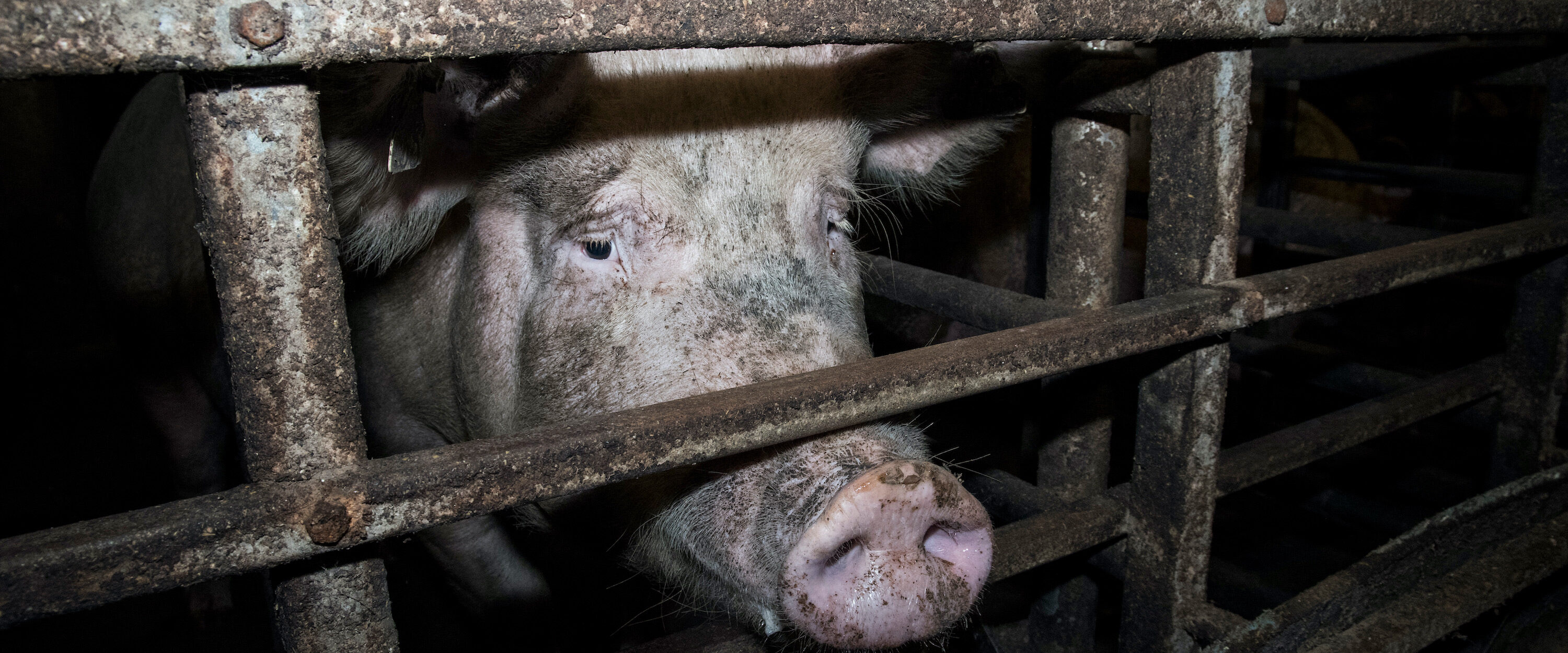 pig confined to cage in factory farm