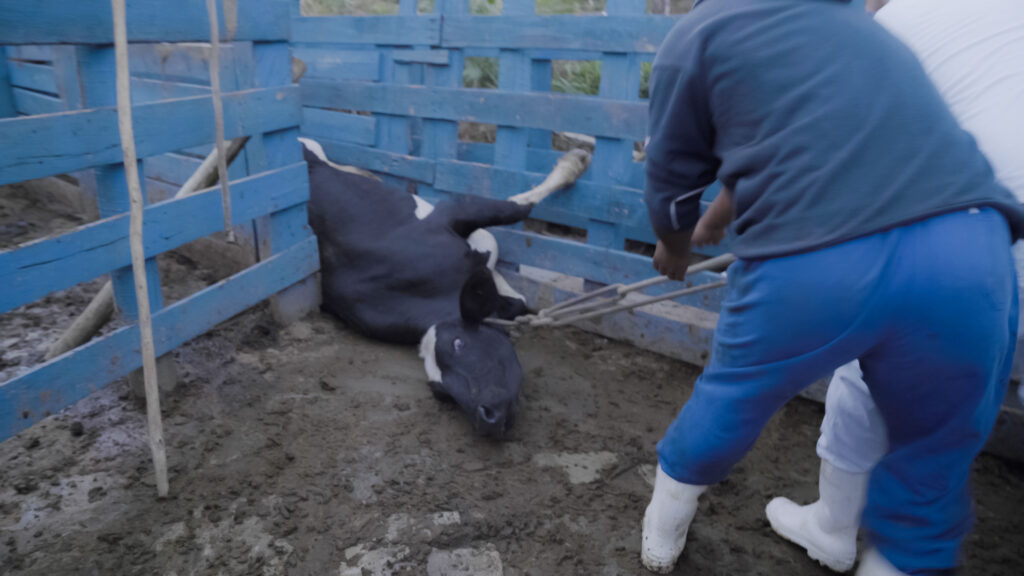 cow being dragged by neck with rope