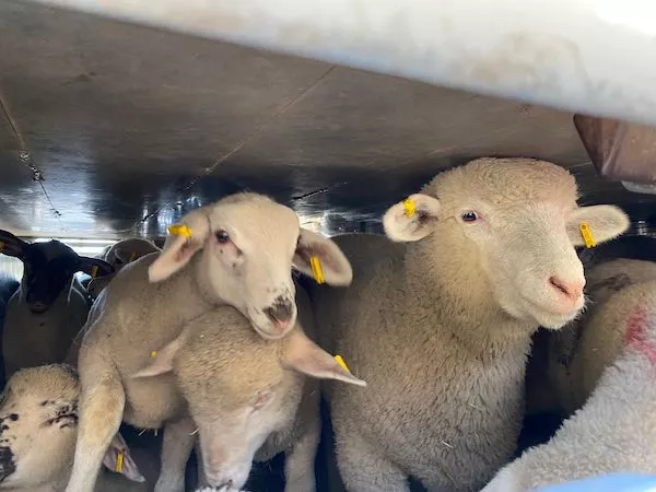 inside of transport truck with overcrowded lambs