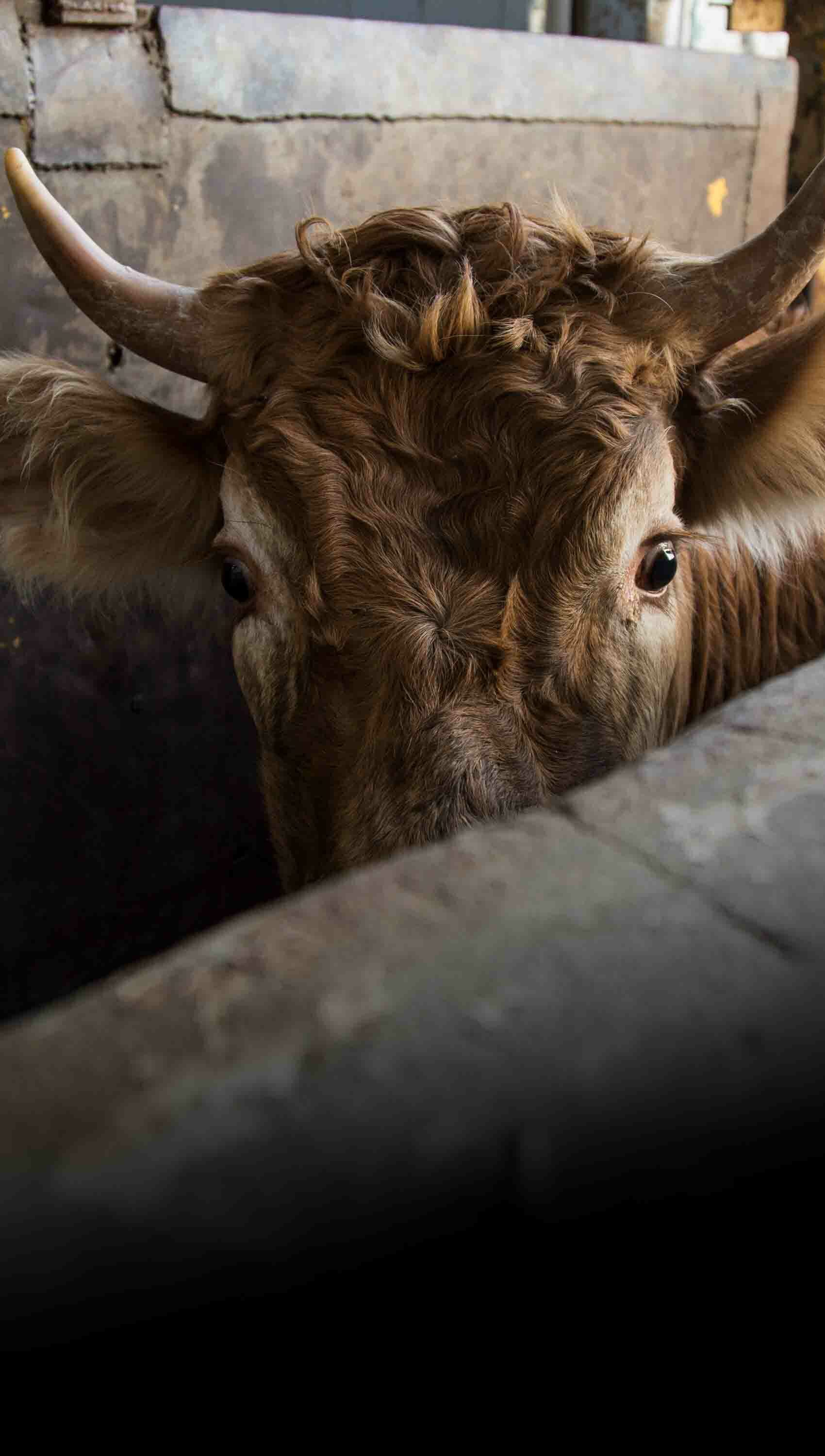 cow nervously waiting in a slaughterhouse