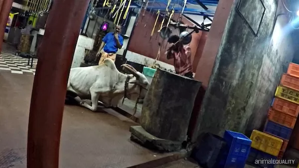 a worker with a hammer swung backwards about to strike a buffalo in the head to kill him