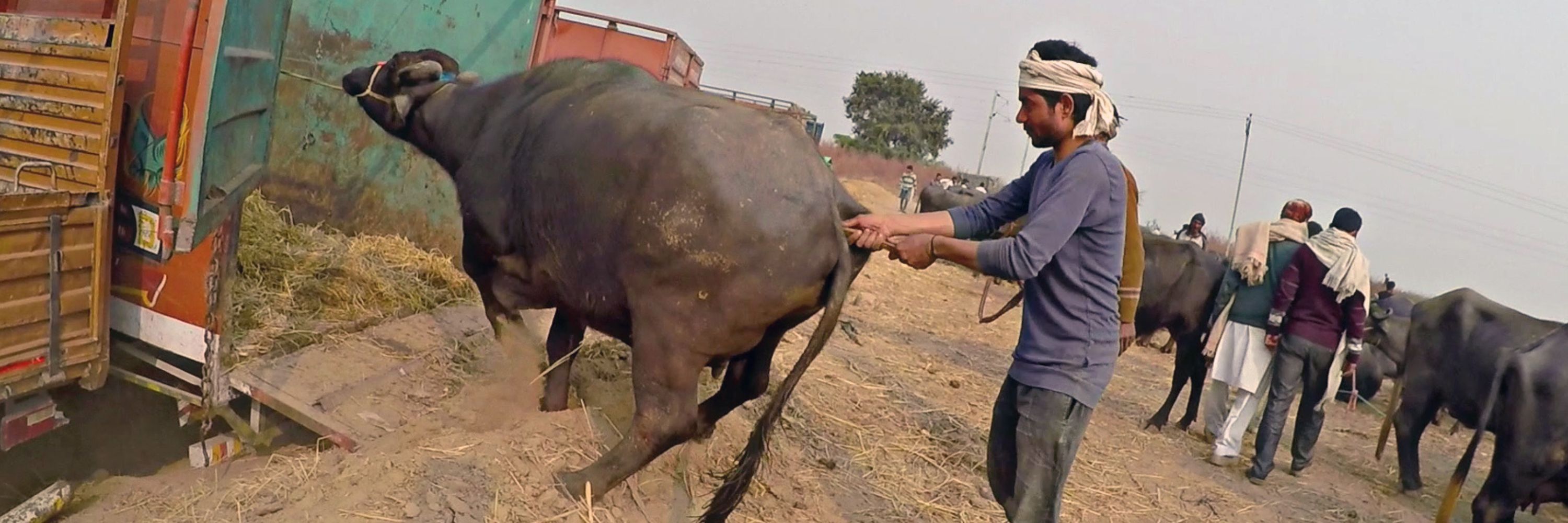 a buffalo being forced onto a transport truck to slaughter while a worker inserts a stick into her genitals to induce pain and make her move