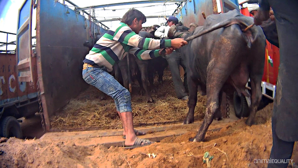 a buffalo being forced onto a transport truck to slaughter while a worker inserts a stick into her genitals and another worker twists her tail to induce pain and make her move